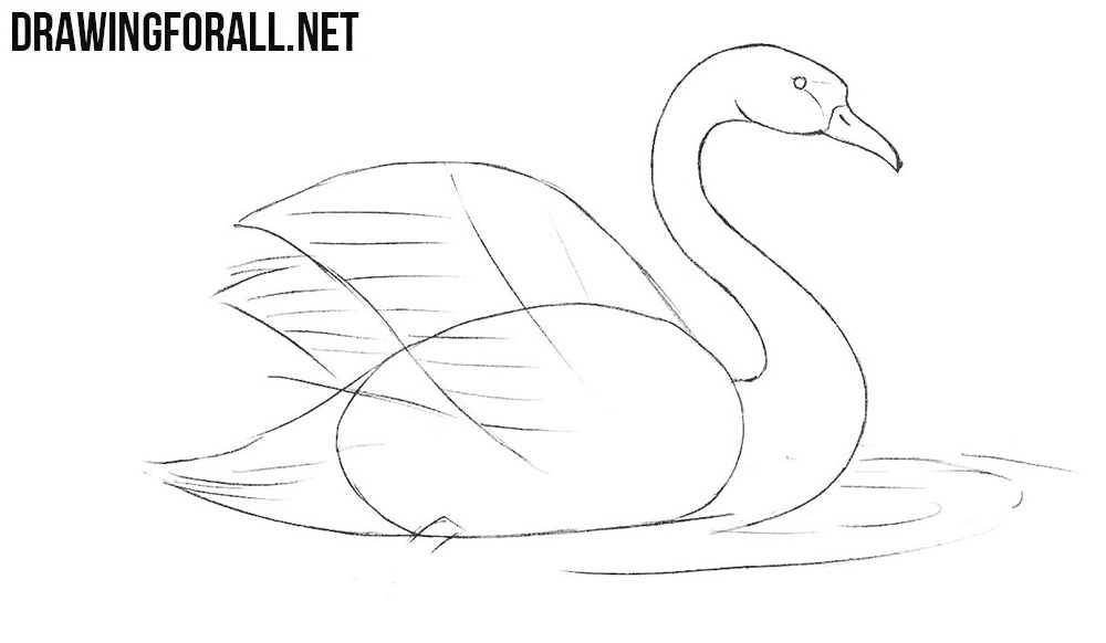 How to draw a swimming swan