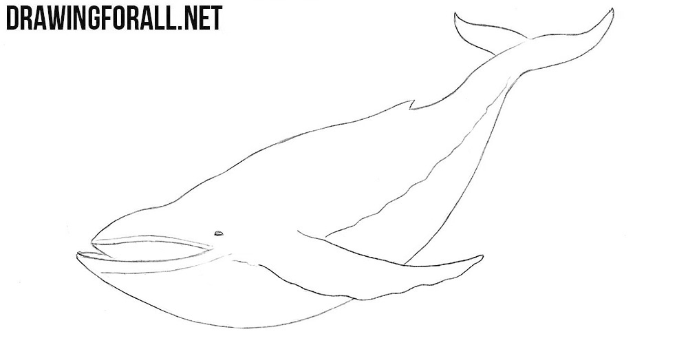 How to draw a whale step by step
