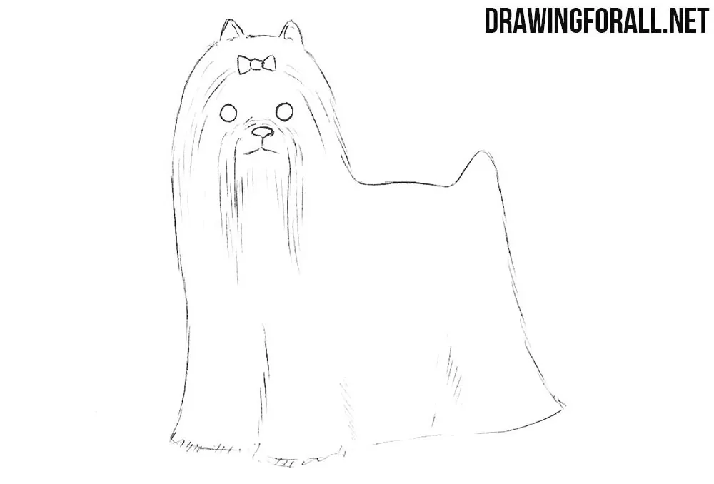 How to draw a yorkshire terrier step by step