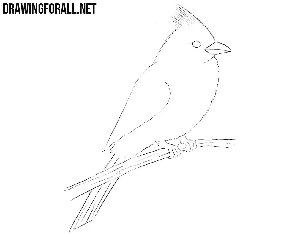 How to draw anorthern cardinal bird
