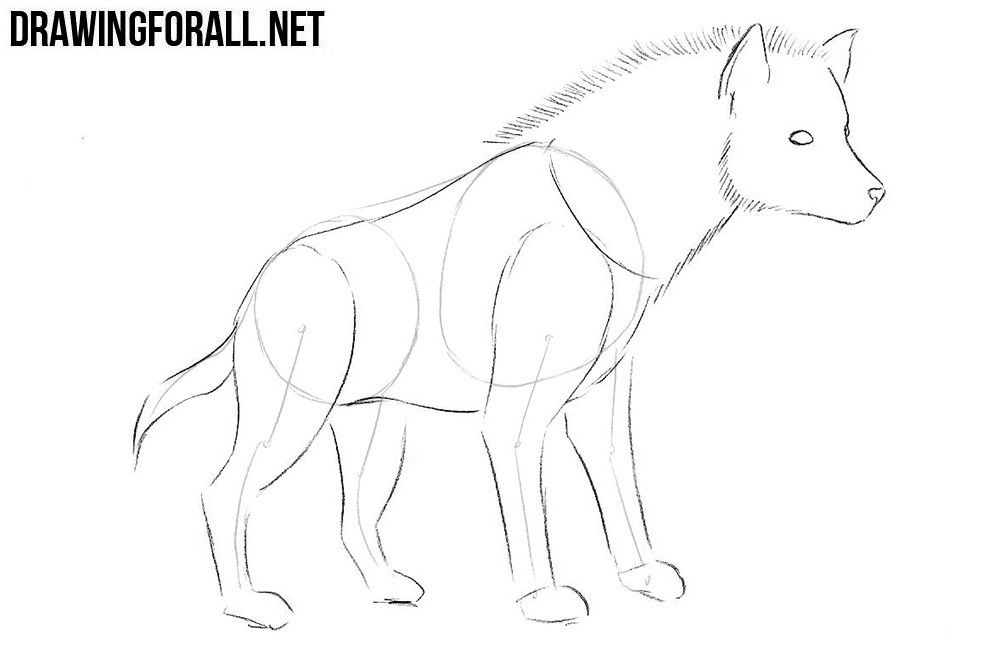How to sketch a hyena