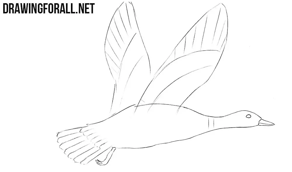 Learn how to draw a mallard easy