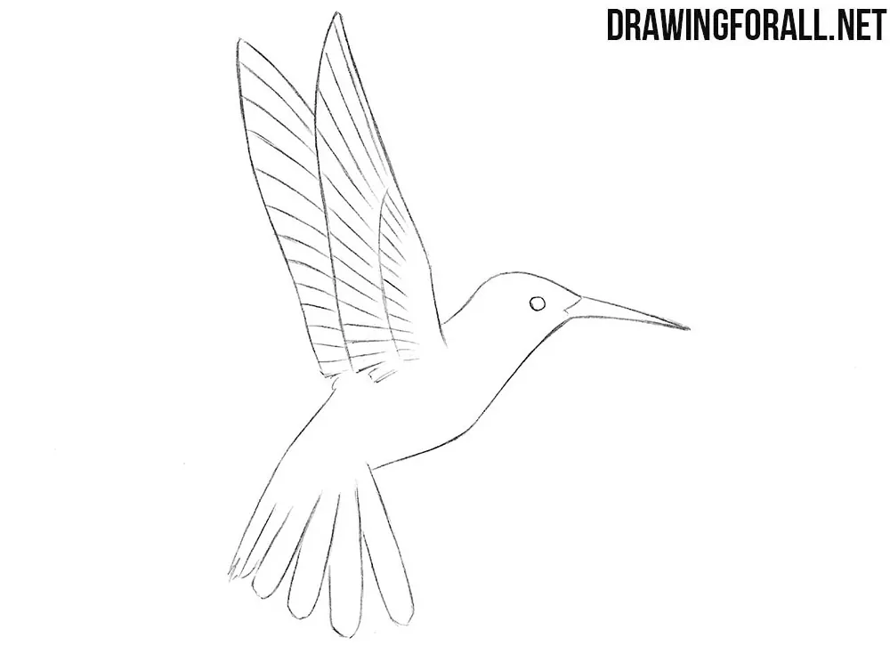 humming bird drawing