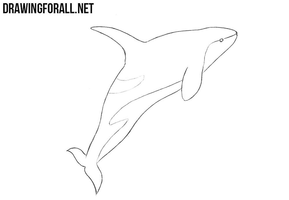 killer whale drawing