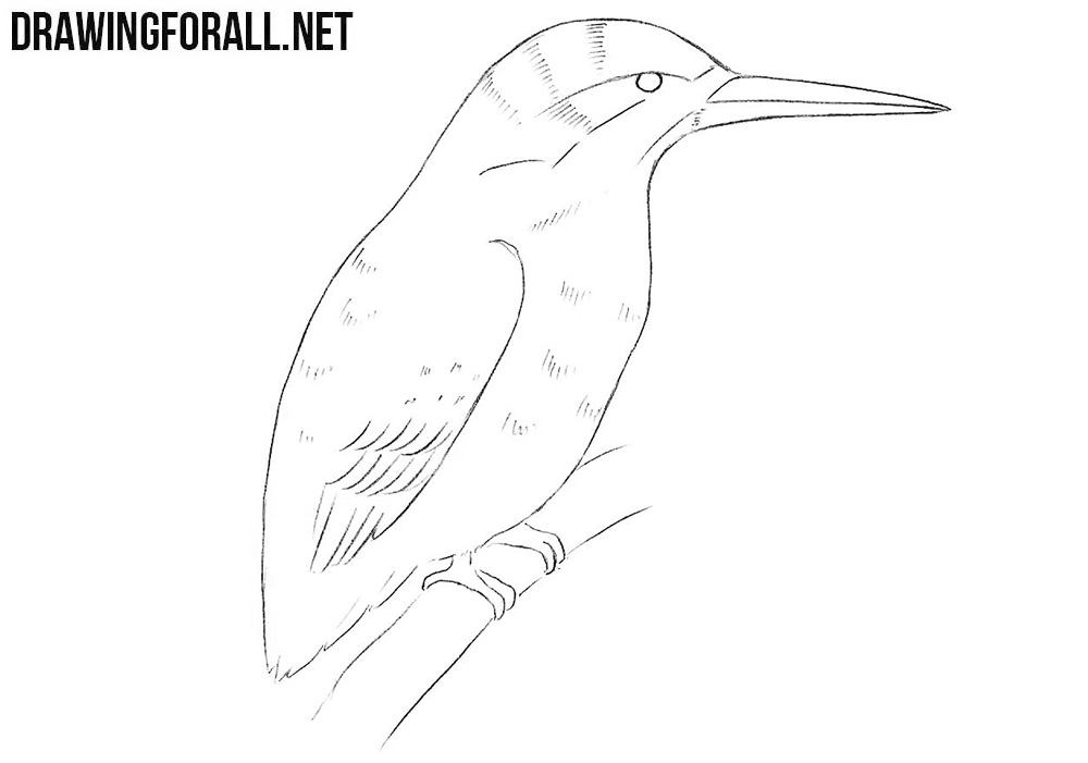 kingfisher drawing tutorial