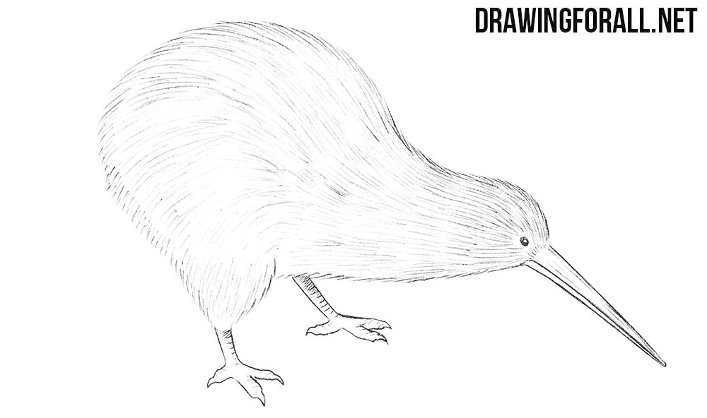 kiwi bird drawing