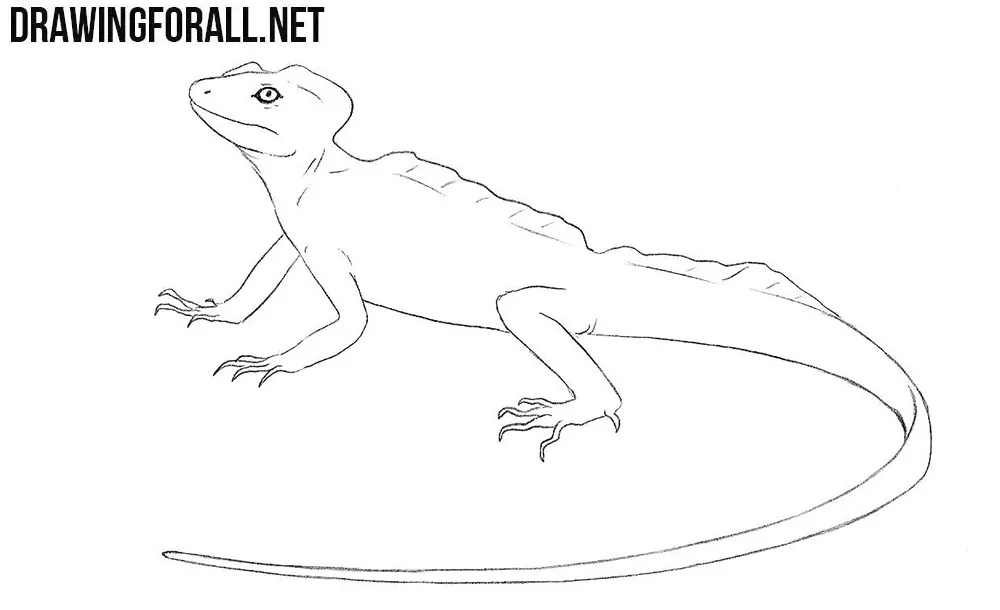 How to draw a Basilisk Lizard