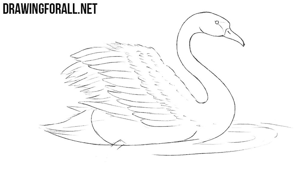 How to draw a beautiful swan