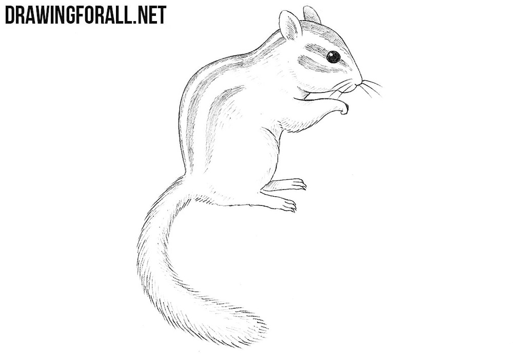 How to draw a chipmunk