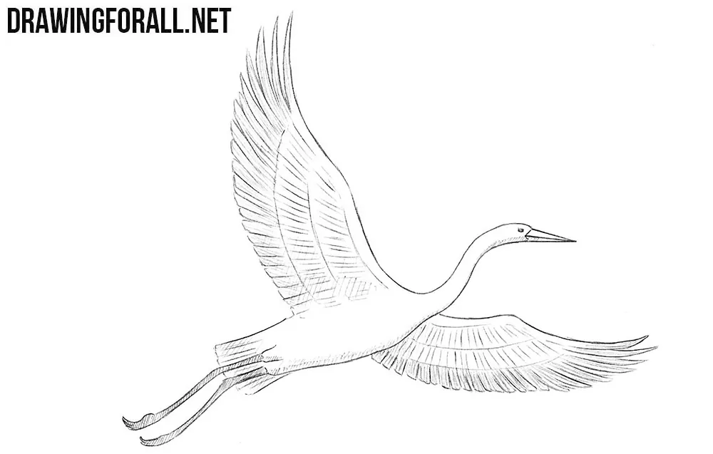 How to draw a crane bird