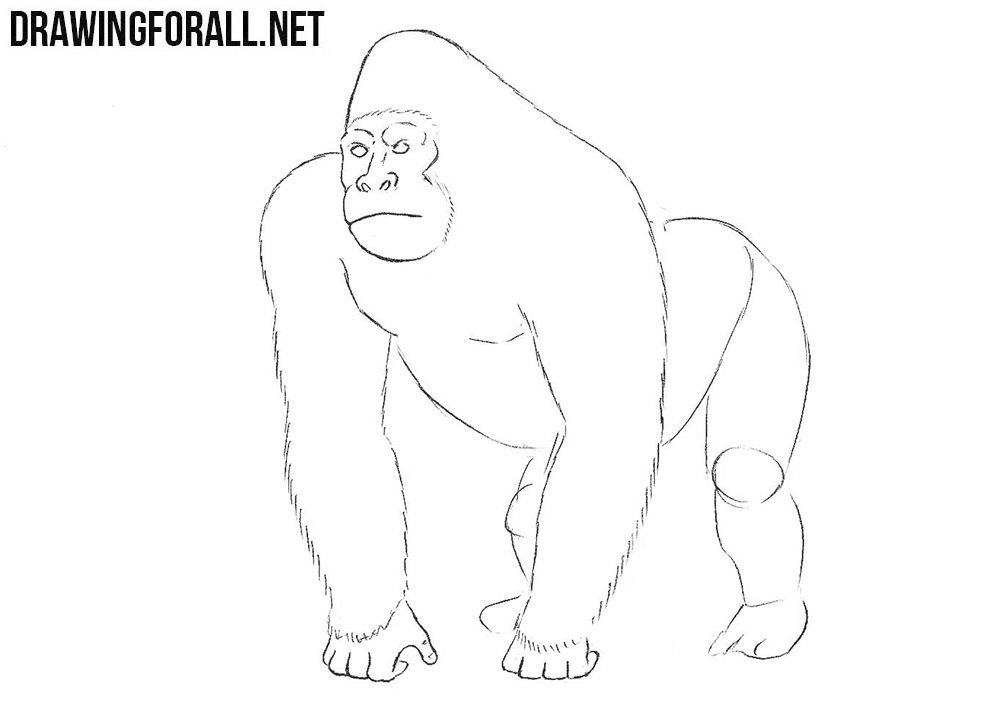 How to draw a gorilla step by step