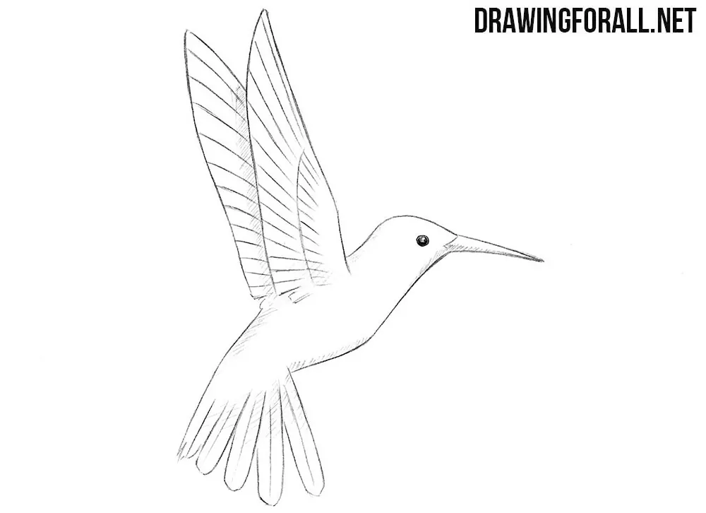 How to draw a humming bird