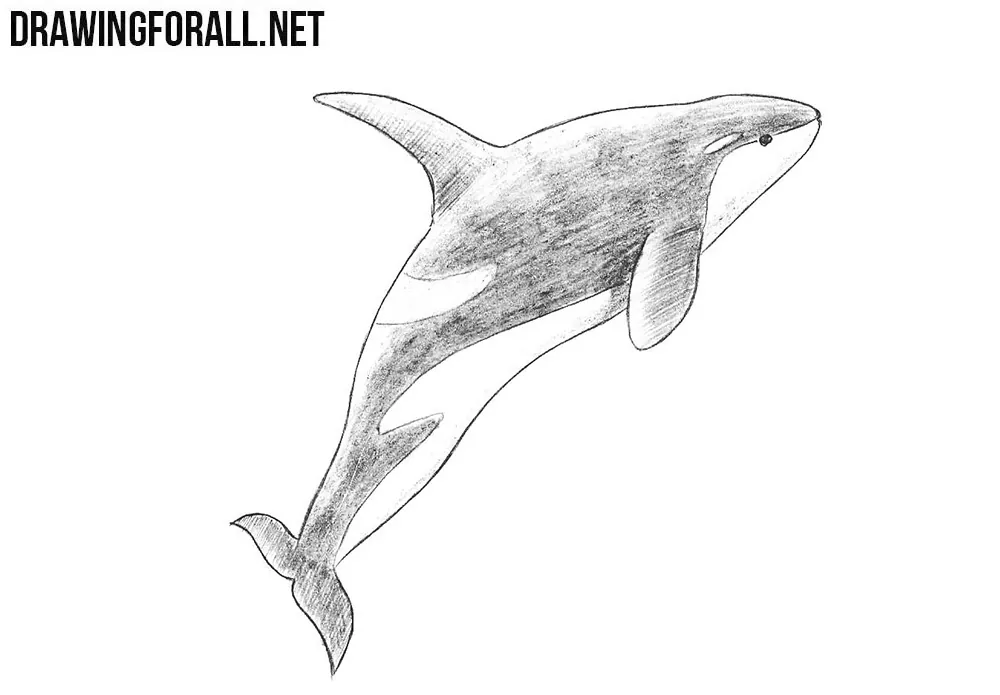 How to draw a killer whale