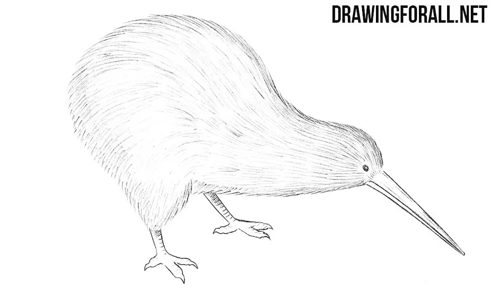 How to draw a kiwi bird