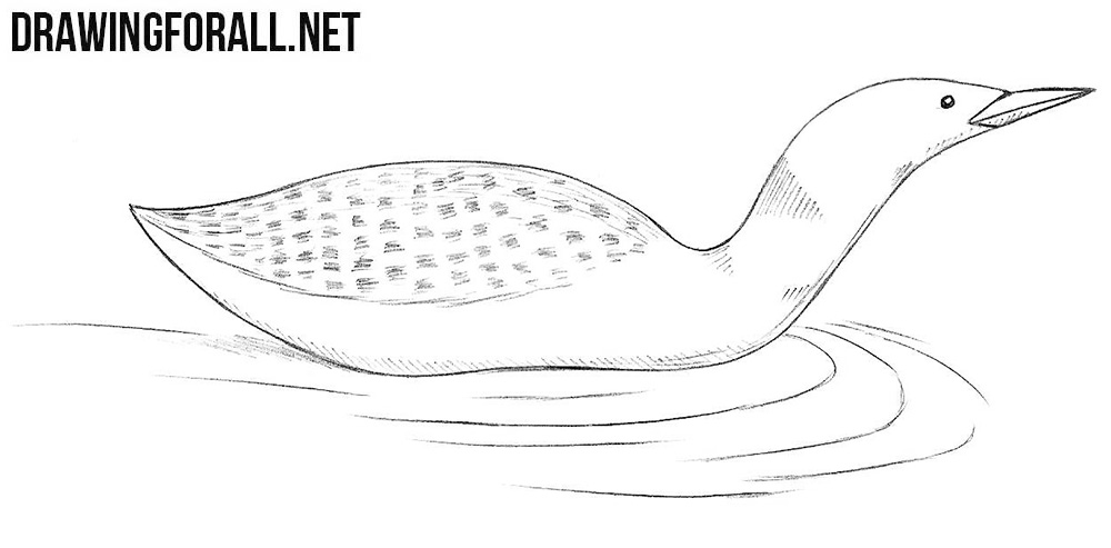 How to draw a loon
