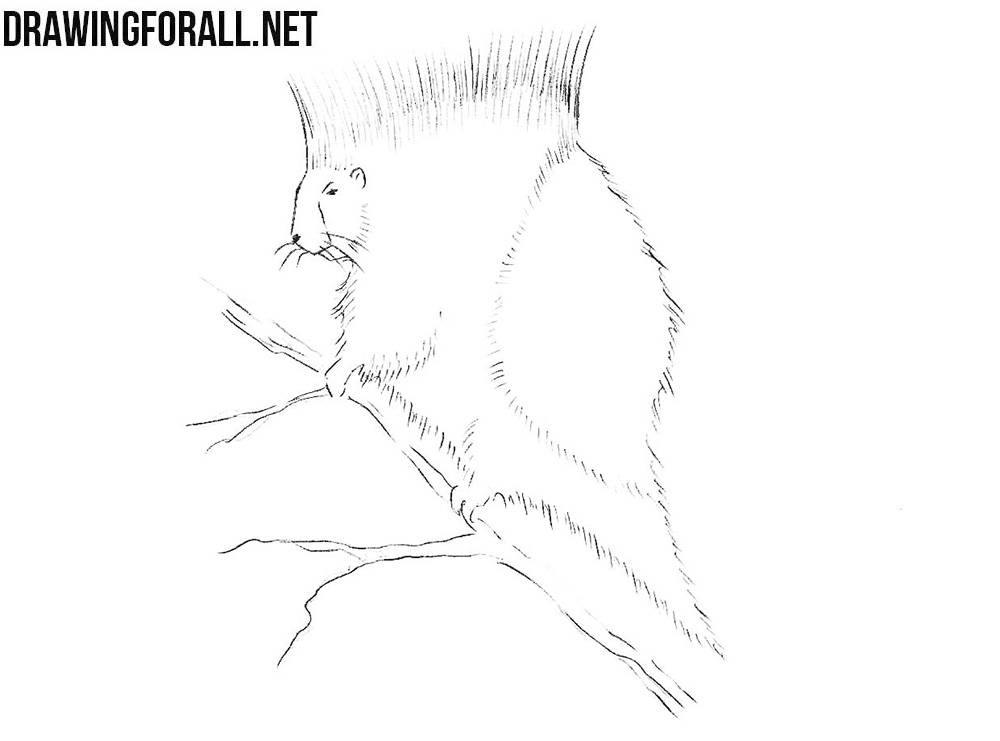 How to draw a north american porcupine