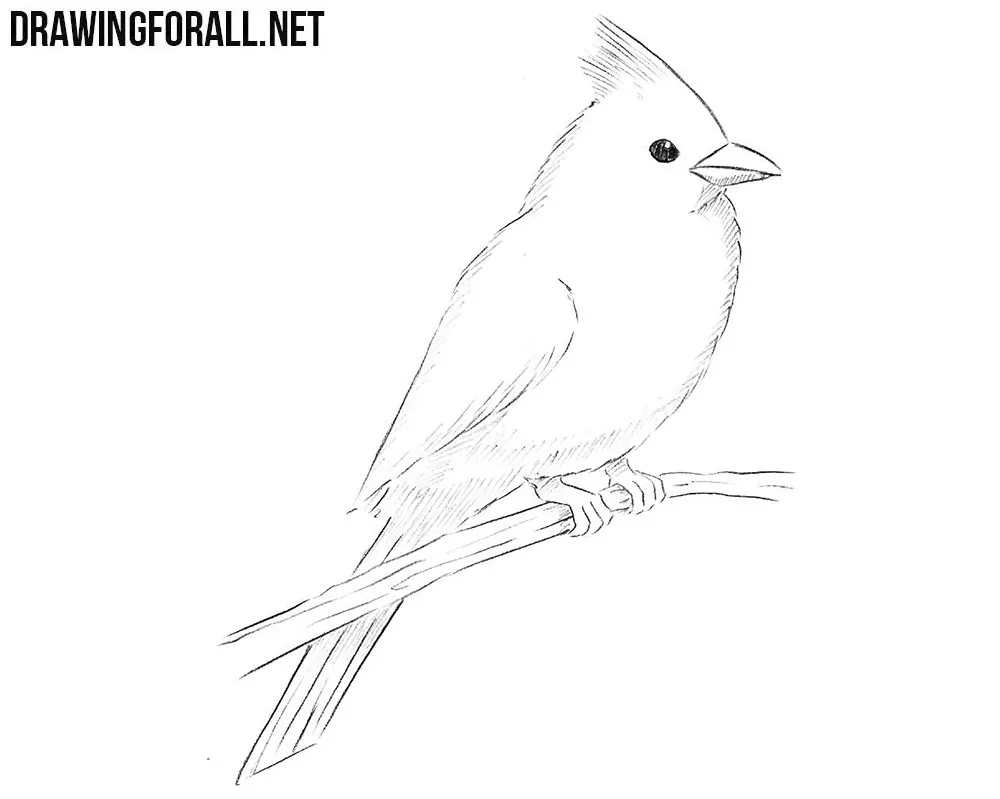 How to draw a northern cardinal