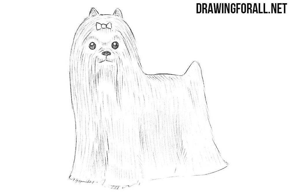 How to draw a yorkshire terrier