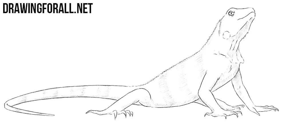 How to draw an iguana