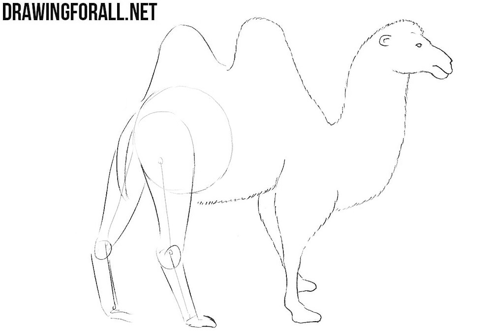 How to sketch a camel
