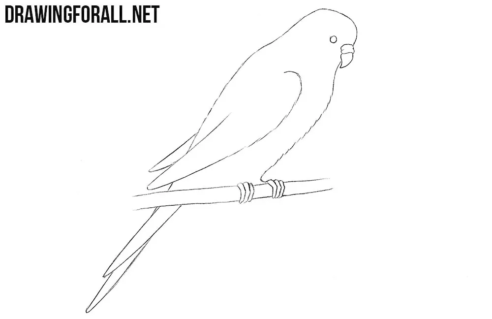 Parrot drawing tutorial