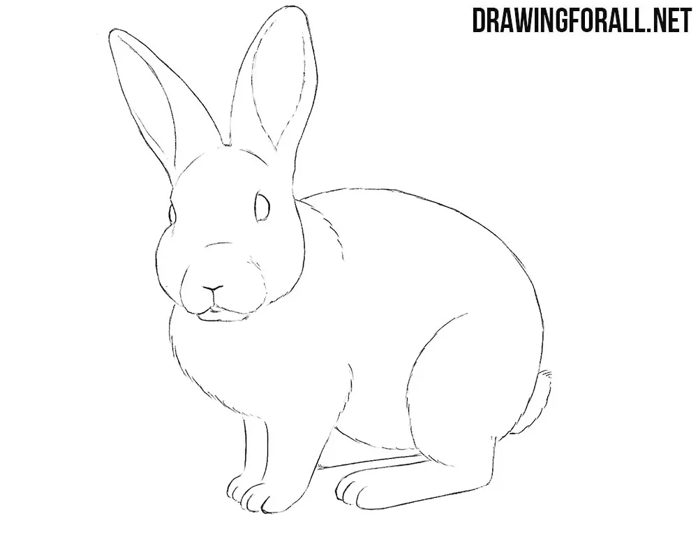 Rabbit drawing tutorial