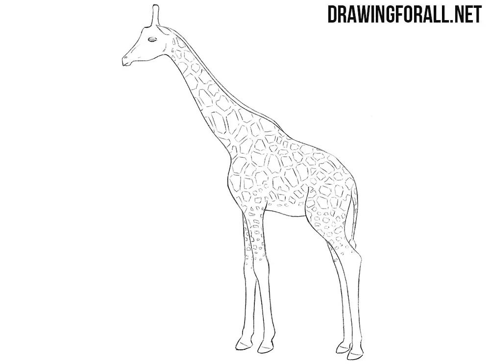 giraffe drawing