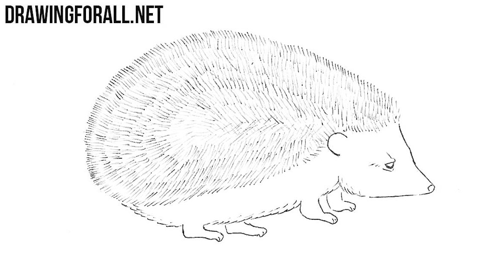 hedgehog drawing tutorial