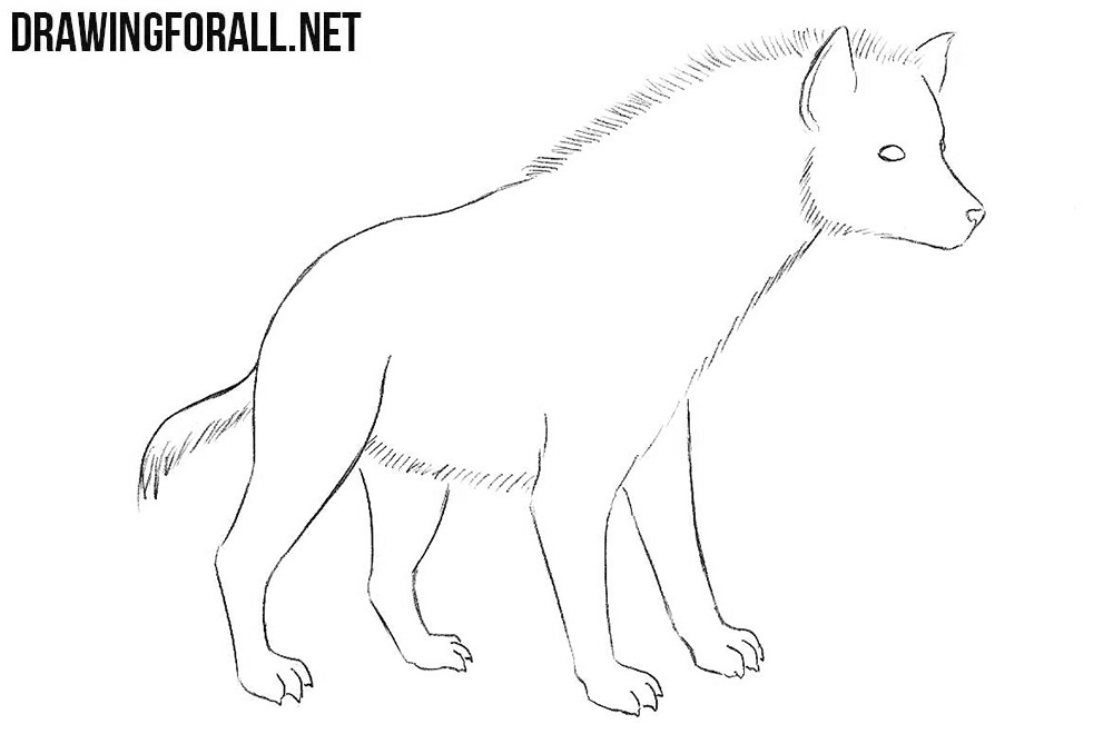 how to draw a hyena step by step