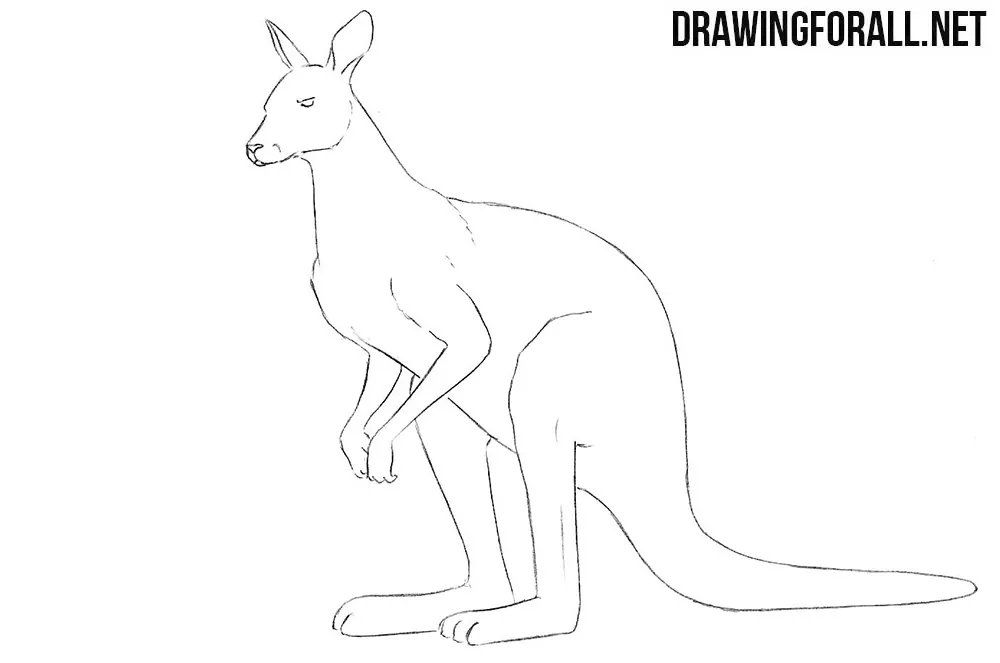 kangaroo drawing