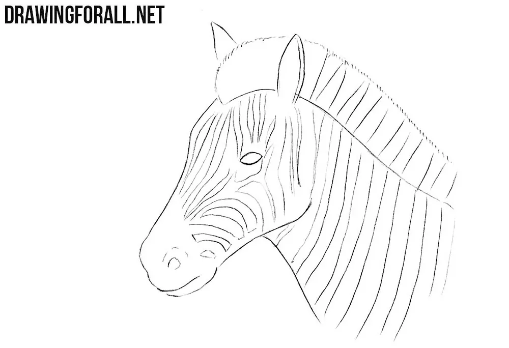 zebra head drawing tutorial