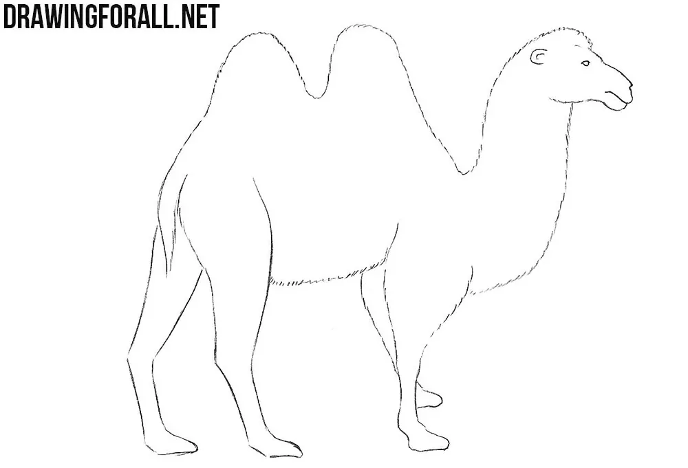 Camel drawing tutorial