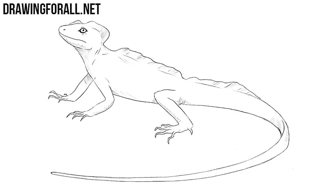 How to draw a Basilisk Lizard