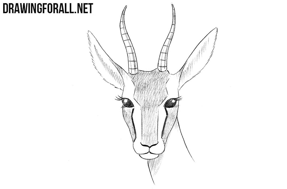 How to draw a gazelle head