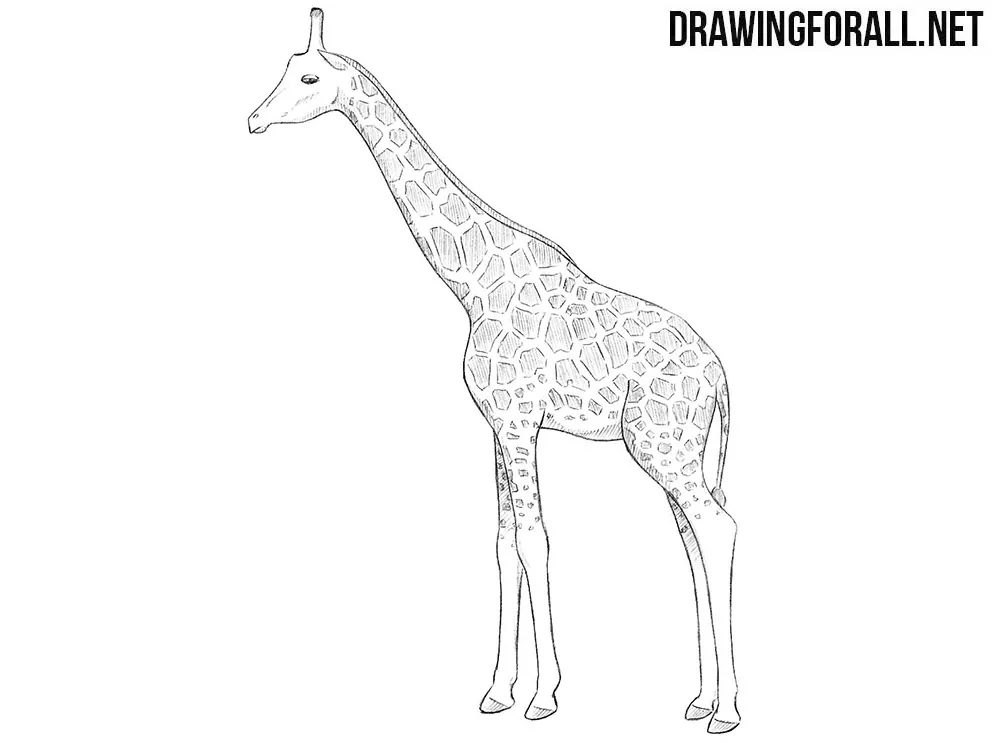 Giraffe sketch | Mike Hendley Fine Art