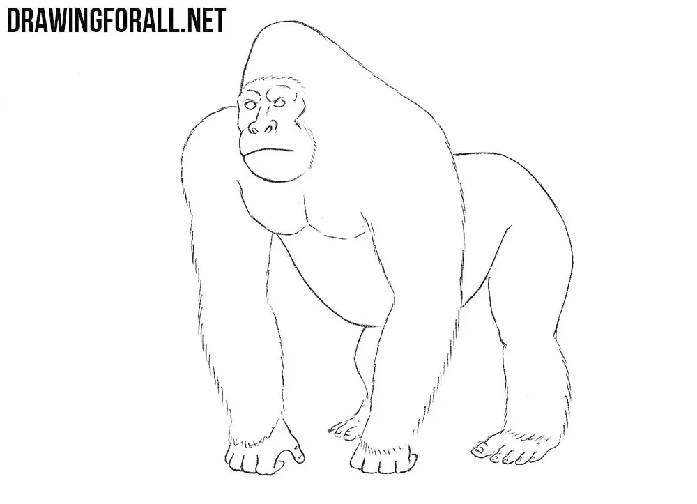 How to draw a gorilla step by step