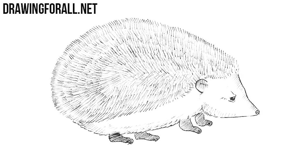 How to draw a hedgehog