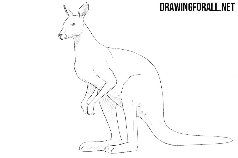 6 How to draw a kangaroo