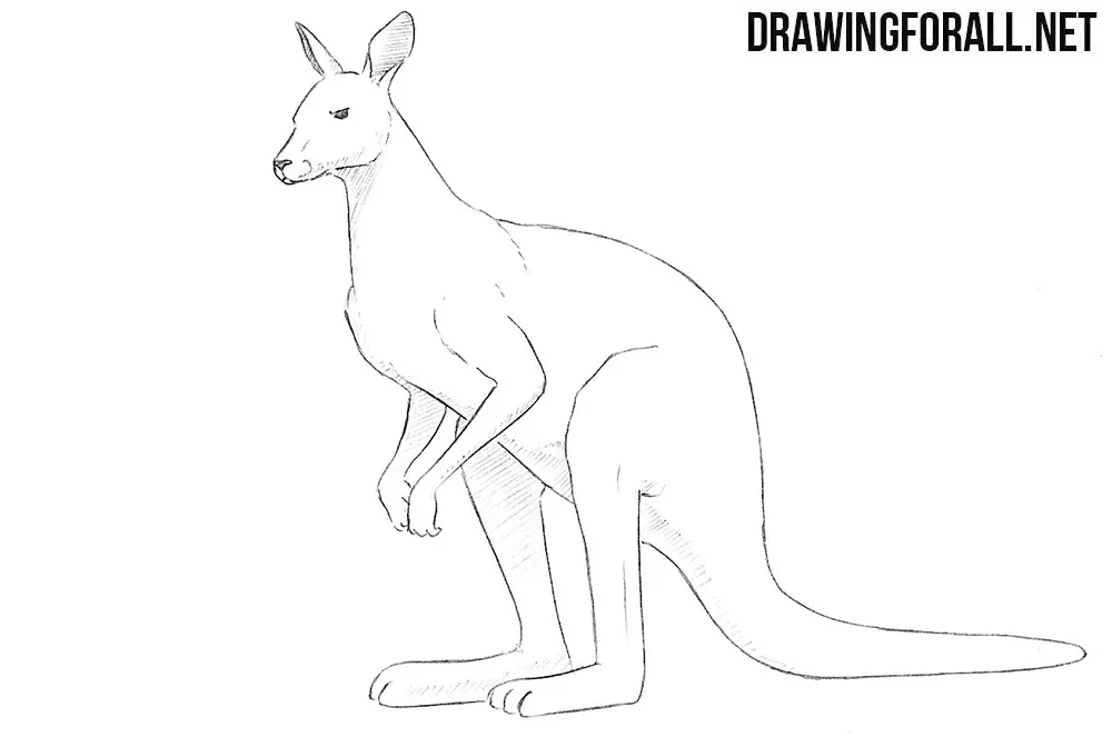 Top more than 218 kangaroo sketch