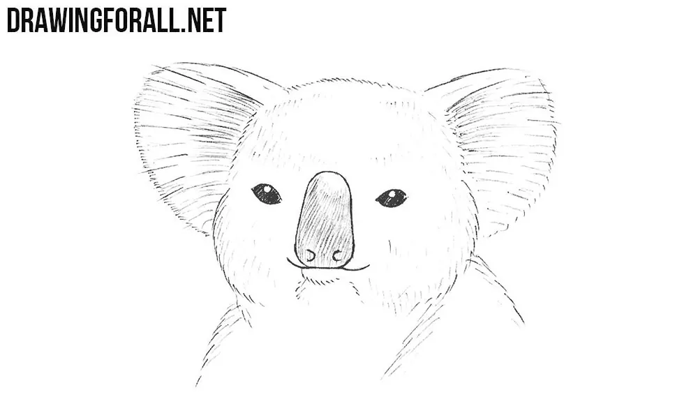 How to draw a koala head