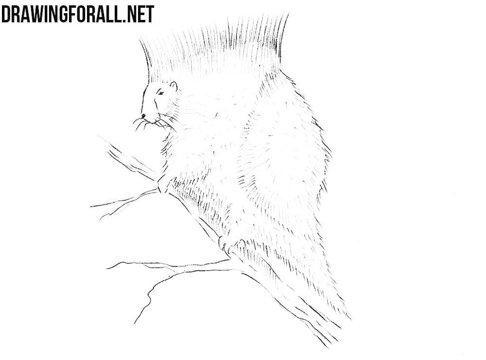 How to draw a north american porcupine