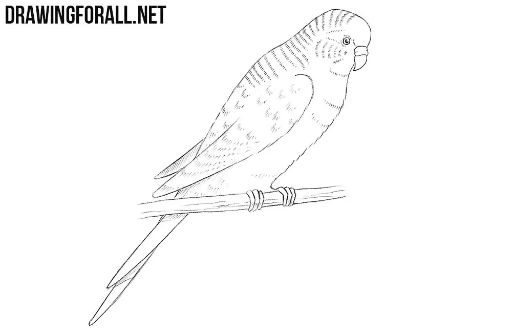 Easy How to Draw a Parrot Tutorial Video and Parrot Coloring Page