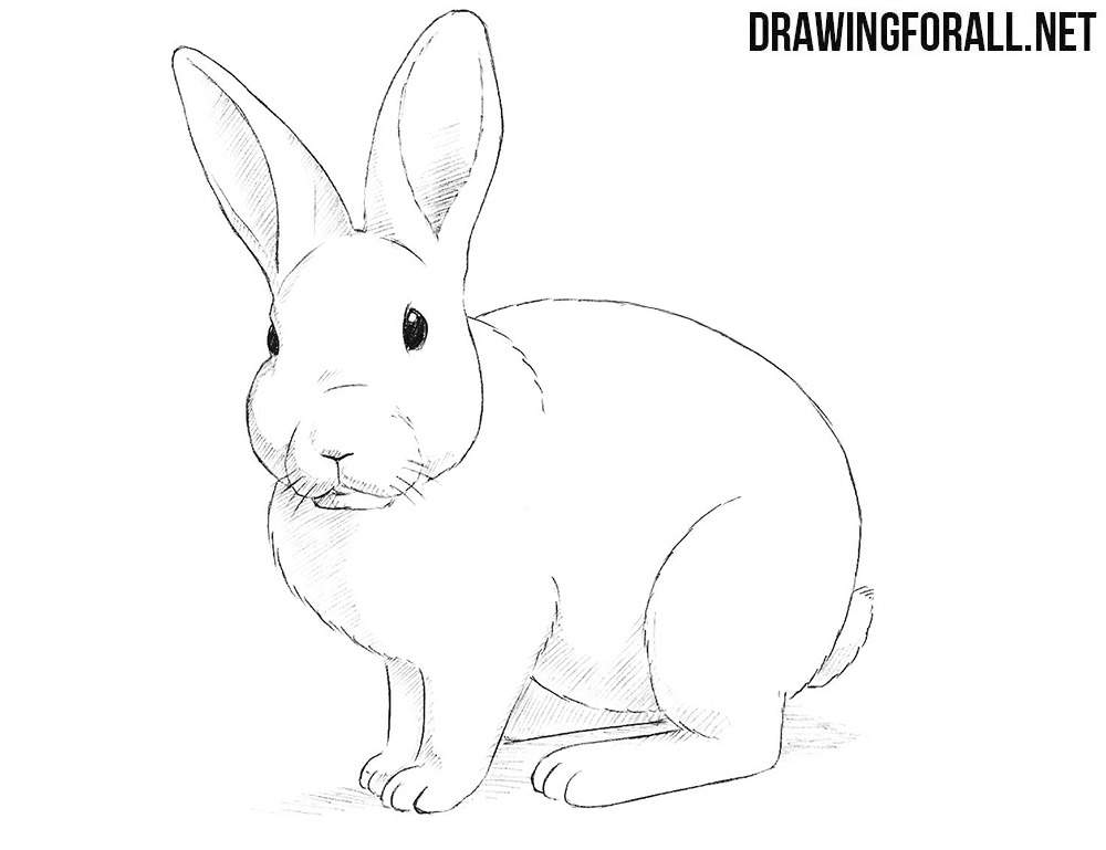 How to draw a rabbit