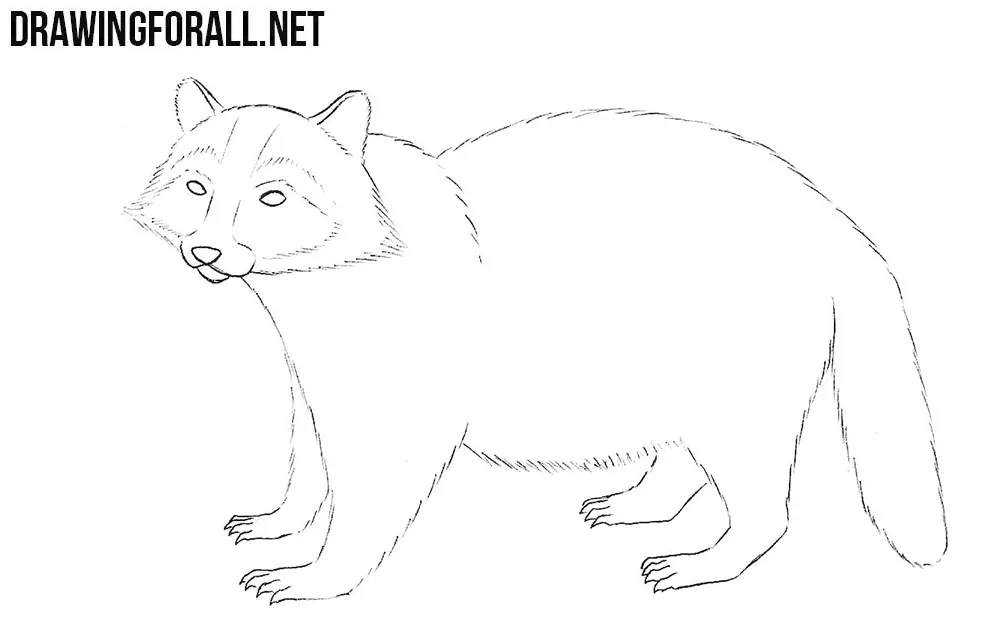 How to draw a raccoon step by step