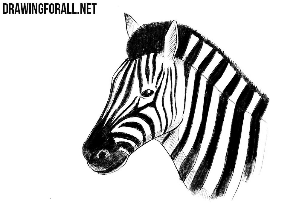 How to draw a zebra head