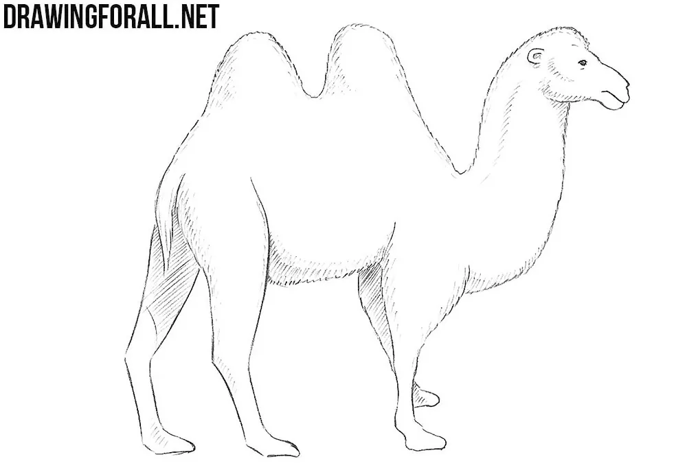 How to draw a camel