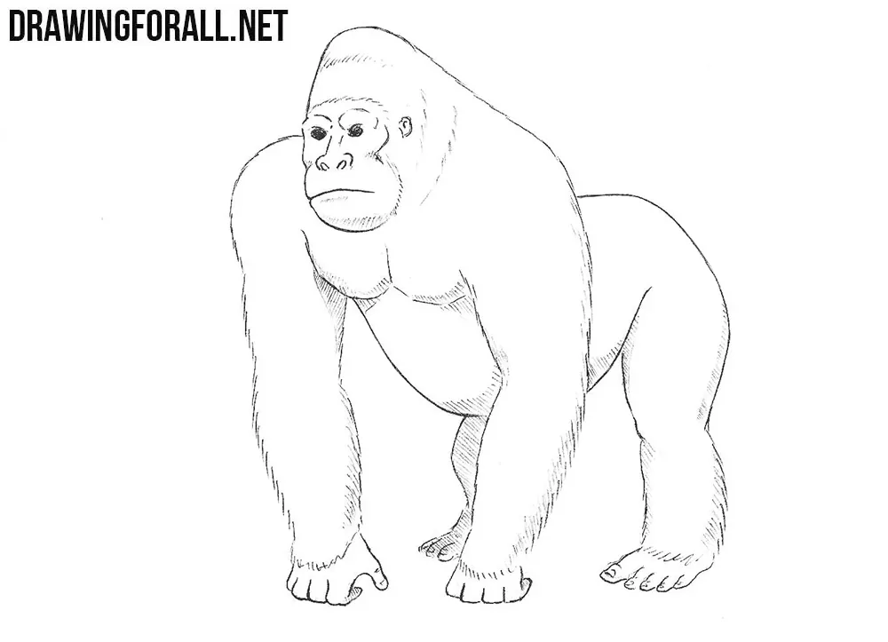 How to draw a gorilla