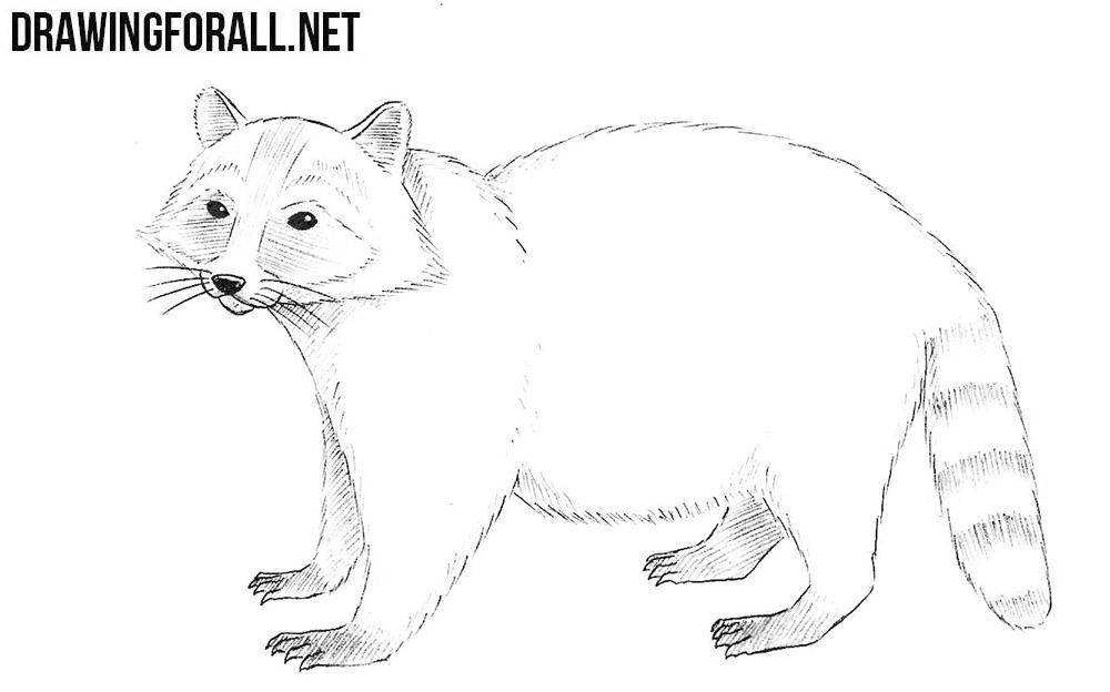How to draw a raccoon