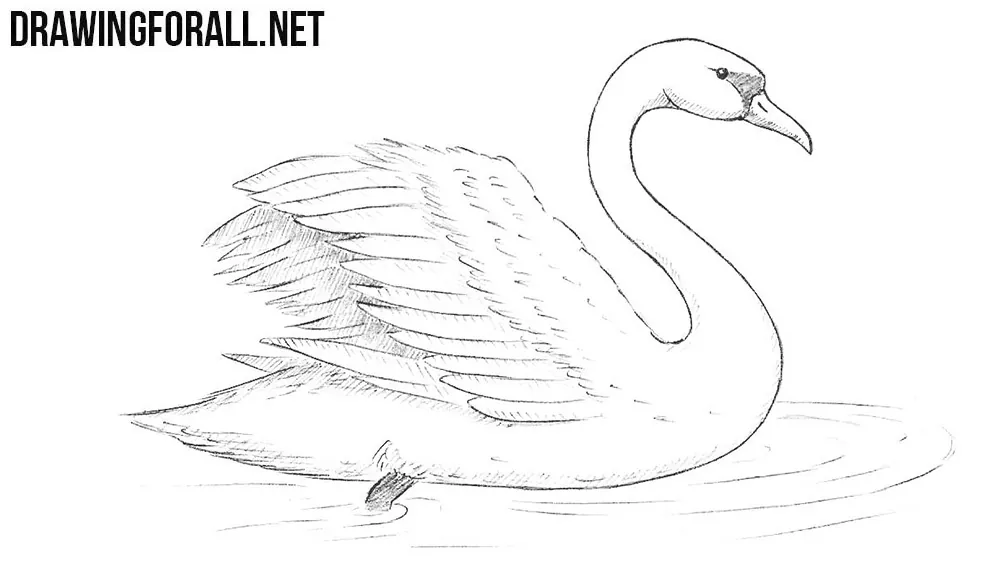 How to draw a swan