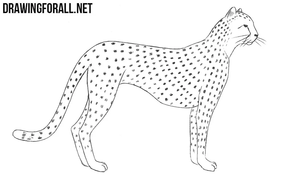 cheetah drawing tutorial